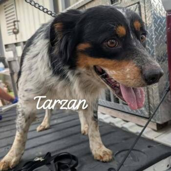 Tarzan -  Collie Dog for Adoption in Buchanan Dam, Texas - Tarzan | PetCurious