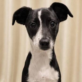 Dulce -  Labrador Retriever Dog for Adoption in Albany, New York - Dulce | PetCurious