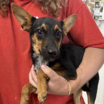 Tucker -  Shepherd and Mixed Breed Dog for Adoption in Birmingham, Alabama - Tucker | PetCurious