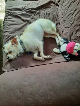 Tiptoe -  Chihuahua Dog for Adoption in Minneapolis, Minnesota - Tiptoe | PetCurious