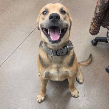 Hound Dogs Available for Adoption - Billy Joe | PetCurious