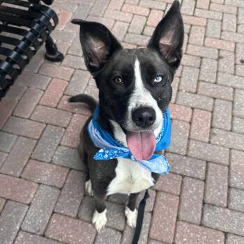 Rescue Husky and German Shepherd Dog Dogs for Adoption in Roswell, Georgia - Pan | PetCurious