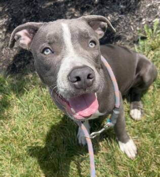 LORD AVALANCHE -  Pit Bull Terrier Dog for Adoption in Dayton, Ohio - LORD AVALANCHE | PetCurious
