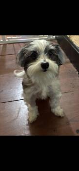 Rosie -  Shih Tzu and Yorkshire Terrier Dog for Adoption in Harrisburg, Pennsylvania - Rosie | PetCurious