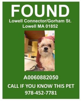 Shih Tzu and Mixed Breed Dogs Available for Adoption in Lowell, Massachusetts - Lowell Connector Stray | PetCurious