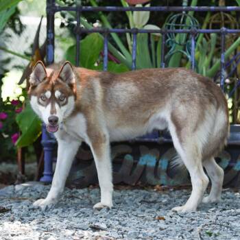Hurley -  Husky Dog for Adoption in Wake Forest, North Carolina - Hurley | PetCurious