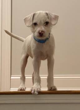 Dolce -  Chihuahua and Maltese Dog for Adoption in Wolcott, Connecticut - Dolce | PetCurious