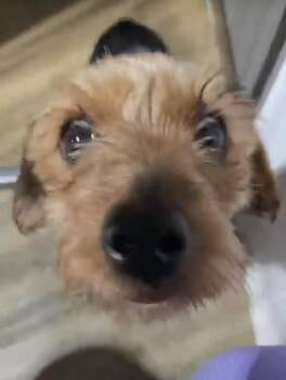 Yorkie -  Yorkshire Terrier Dog for Adoption in Washington, District Of Columbia - Yorkie | PetCurious