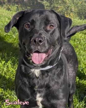 Scalene -  Labrador Retriever and Mixed Breed Dog for Adoption in Mason, Michigan - Scalene | PetCurious