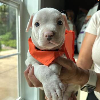 Ecuador -  Pit Bull Terrier Dog for Adoption in Tampa, Florida - Ecuador | PetCurious