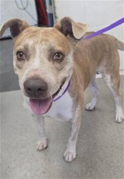CHEETAH -  Pit Bull Terrier Dog for Adoption in San Bernardino, California - CHEETAH | PetCurious