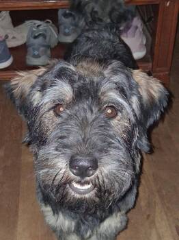 Luke -  Schnauzer Dog for Adoption in Bolivar, Missouri - Luke | PetCurious