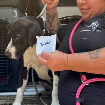 Mixed Breed Dogs Available for Adoption in Savannah, Georgia - Butler | PetCurious