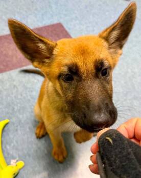 Magnolia - Located in Georgia -  Belgian Shepherd Malinois and German Shepherd Dog Dog for Adoption in Imlay City, Michigan - Magnolia - Located In Georgia | PetCurious