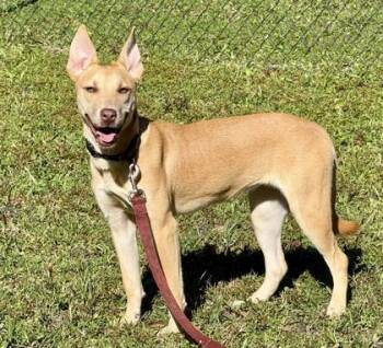 Maple -  Shepherd and Hound Dog for Adoption in Palm Coast, Florida - Maple | PetCurious