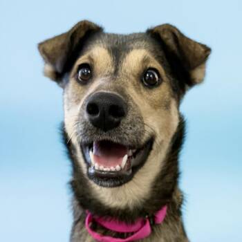 Rescue German Shepherd Dog and Australian Shepherd Dogs for Adoption in Scottsdale, Arizona - Winnie | PetCurious