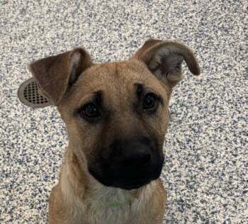 German Shepherd Dog Dogs Available for Adoption in Golden, Colorado - Hazel | PetCurious