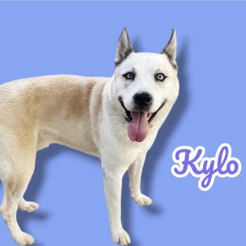 Kylo -  Husky and Mixed Breed Dog for Adoption in Scottsdale, Arizona - Kylo | PetCurious