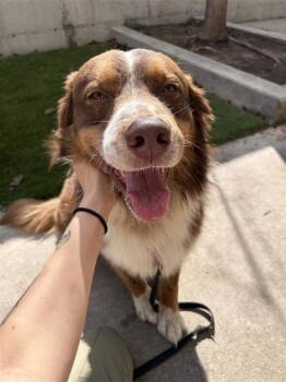 Ollie -  Mixed Breed Dog for Adoption in Montreal, Quebec - Ollie | PetCurious
