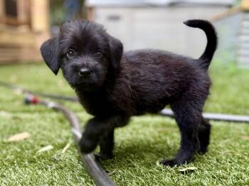 Jazzy -  Mixed Breed Dog for Adoption in Mount Pleasant, South Carolina - Jazzy | PetCurious