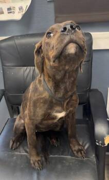 Rescue Boxer and Labrador Retriever Dogs for Adoption in Hollister, Missouri - Britney | PetCurious