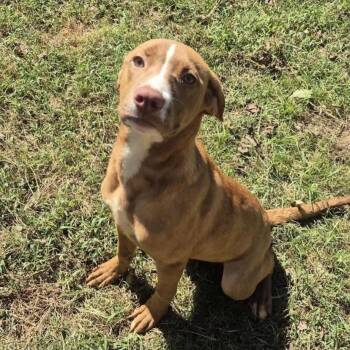 Tawny -  Vizsla Dog for Adoption in Philadelphia, Pennsylvania - Tawny | PetCurious