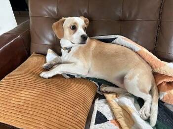 Molly fka Aurora -  Boxer and Chihuahua Dog for Adoption in Sedalia, Colorado - Molly Fka Aurora | PetCurious