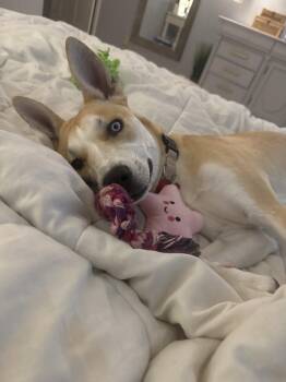 Husky Dogs Available for Adoption in Southaven, Mississippi - MAZZY (Paulette) | PetCurious