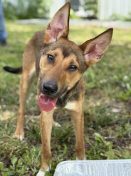 Lulu -  Miniature Pinscher Dog for Adoption in Blue Springs, Missouri - Lulu | PetCurious