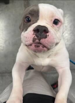 LEXI -  English Bulldog and American Bulldog Dog for Adoption in Sandusky, Ohio - LEXI | PetCurious