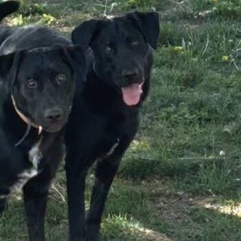 Case -  Black Labrador Retriever and Mixed Breed Dog for Adoption in Cashmere, Washington - Case | PetCurious