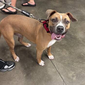 Blake -  Terrier Dog for Adoption in Tampa, Florida - Blake | PetCurious