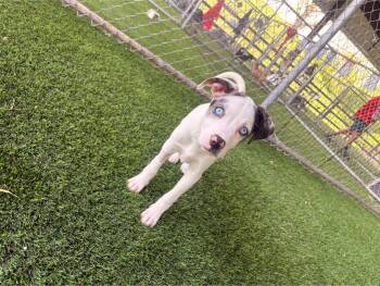 Miranda -  Mixed Breed Dog Available for Adoption in New York, New York - Miranda | PetCurious