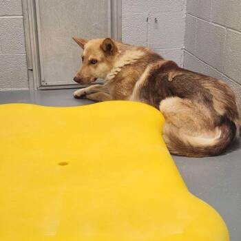 Shepherd Dogs Available for Adoption in Kingman, Arizona - Mississippi | PetCurious