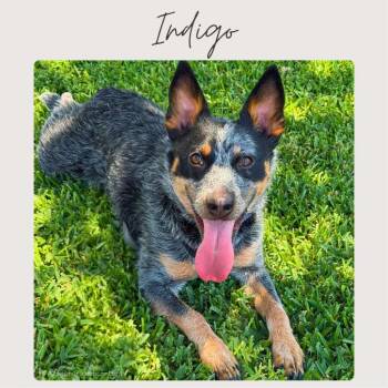INDIGO -  Australian Cattle Dog Blue Heeler Dog for Adoption in San Juan Capistrano, California - INDIGO | PetCurious