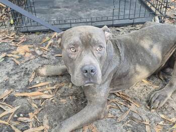Rescue English Bulldog and Mixed Breed Dogs for Adoption in Fort Lauderdale, Florida - BINGO | PetCurious