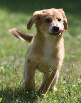 Tinsley -  Golden Retriever and Shepherd Dog for Adoption in Mechanicsburg, Pennsylvania - Tinsley | PetCurious