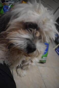 Simon -  Lhasa Apso Dog for Adoption in Pahrump, Nevada - Simon | PetCurious