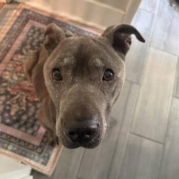 Caru -  Mixed Breed Dog for Adoption in Bartlett, Tennessee - Caru | PetCurious