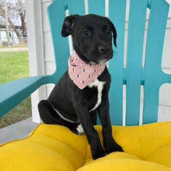 Labrador Retriever Dogs Available for Adoption - Marlee | PetCurious