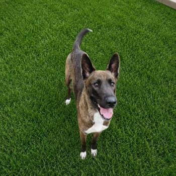 Kiko -  Belgian Shepherd Malinois Dog for Adoption in Clarksville, Tennessee - Kiko | PetCurious