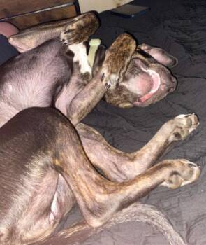 Pit Bull Terrier Dogs Available for Adoption - Nala | PetCurious