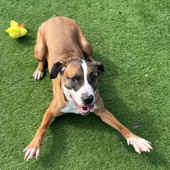 Mixed Breed Dogs Available for Adoption in Bristol, Indiana - Magdala | PetCurious