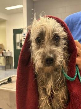 Terrier Dogs Available for Adoption in Thousand Palms, California - E.T. | PetCurious