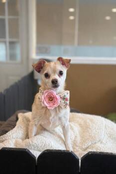 Chihuahua Dogs Available for Adoption in Phoenix, Arizona - Ethel | PetCurious