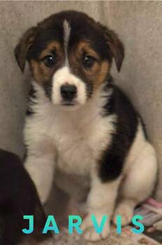 Rescue Border Collie and Labrador Retriever Dogs for Adoption in El Dorado, Arkansas - Jarvis | PetCurious