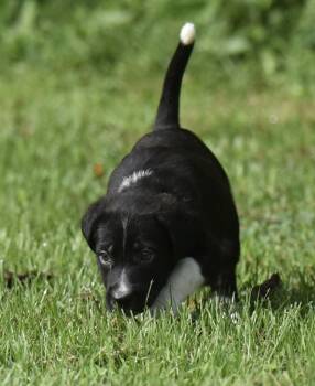 Dorian -  Labrador Retriever and Beagle Dog for Adoption in Mechanicsburg, Pennsylvania - Dorian | PetCurious