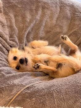 Merv -  Chihuahua and Terrier Dog for Adoption in Bothell, Washington - Merv | PetCurious