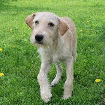 CT Roc -  Terrier and Mixed Breed Dog for Adoption in Stormville, New York - CT Roc | PetCurious