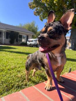 Frenchie -  French Bulldog Dog for Adoption in Orange, California - Frenchie | PetCurious